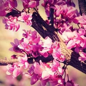 Meet your Posher, Janelly